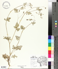 Chaerophyllum procumbens image