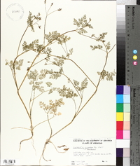 Chaerophyllum procumbens image