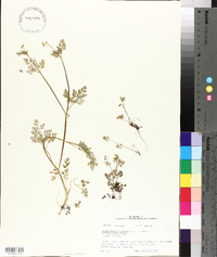 Chaerophyllum procumbens image