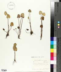 Centella asiatica image