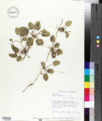 Centella asiatica image