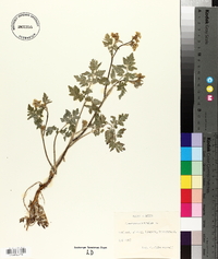 Chaerophyllum temulum image