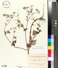 Chaerophyllum temulum image