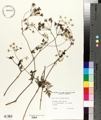 Image of Chaerophyllum temulentum