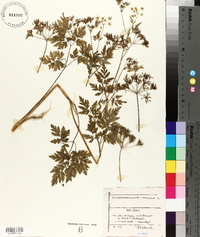 Chaerophyllum temulum image