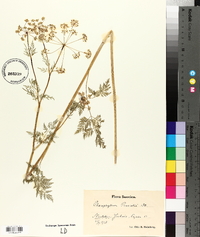 Chaerophyllum prescottii image