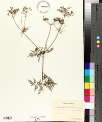 Chaerophyllum bulbosum image