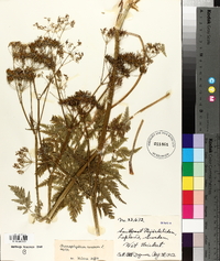 Chaerophyllum aureum image