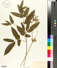 Chaerophyllum aromaticum image