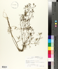 Cyclospermum leptophyllum image