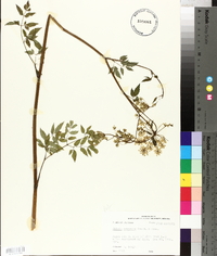 Cicuta maculata var. maculata image