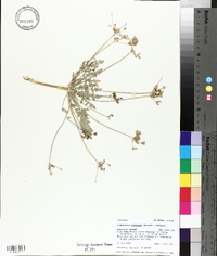 Lomatium planosum image