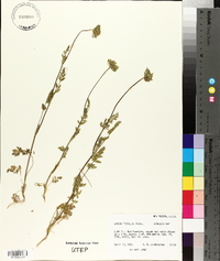 Daucus pusillus image