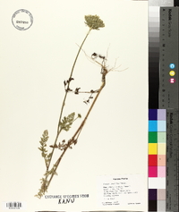 Daucus pusillus image