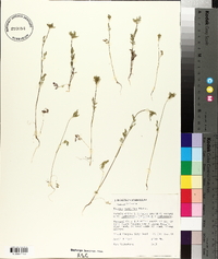 Daucus pusillus image