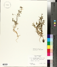 Erigenia bulbosa image