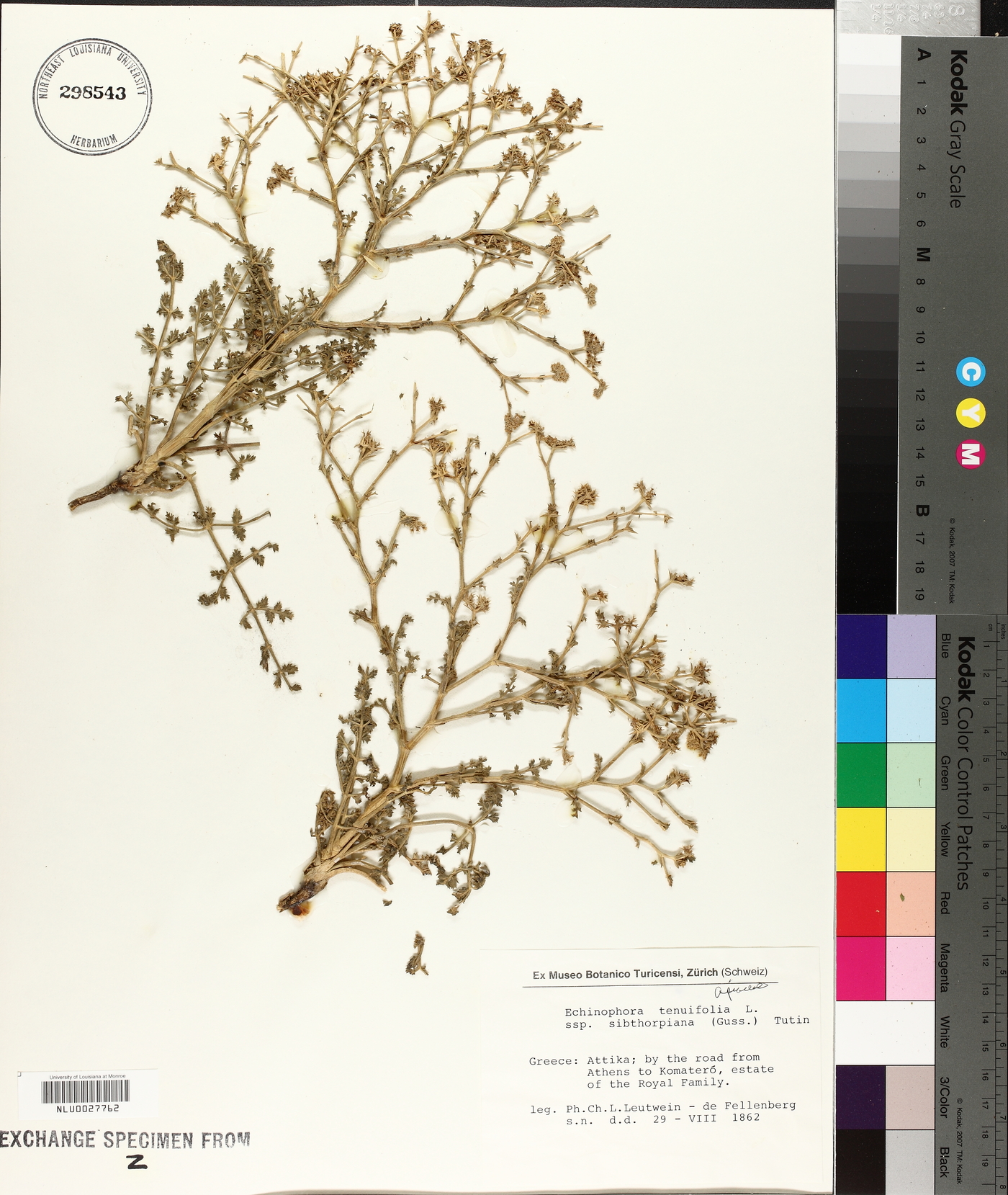 Echinophora tenuifolia image