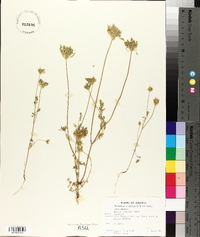 Daucus pusillus image