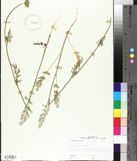 Daucus pusillus image