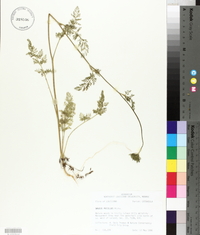 Daucus pusillus image