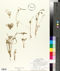 Eryngium nasturtiifolium image