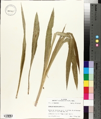 Eryngium yuccifolium image