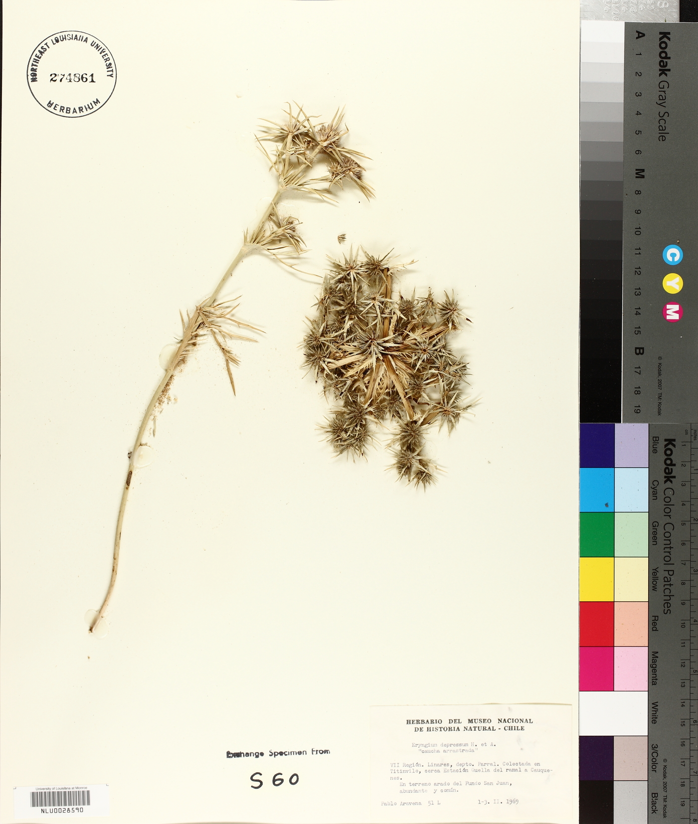 Eryngium depressum image