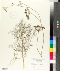 Foeniculum vulgare image