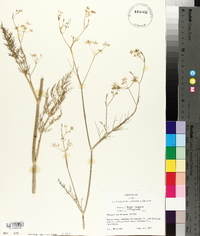 Foeniculum vulgare image