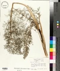 Foeniculum vulgare image