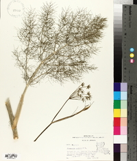 Foeniculum vulgare image