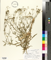 Falcaria vulgaris image