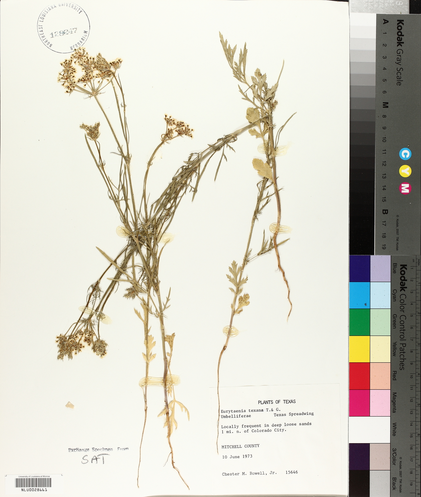 Eurytaenia texana image