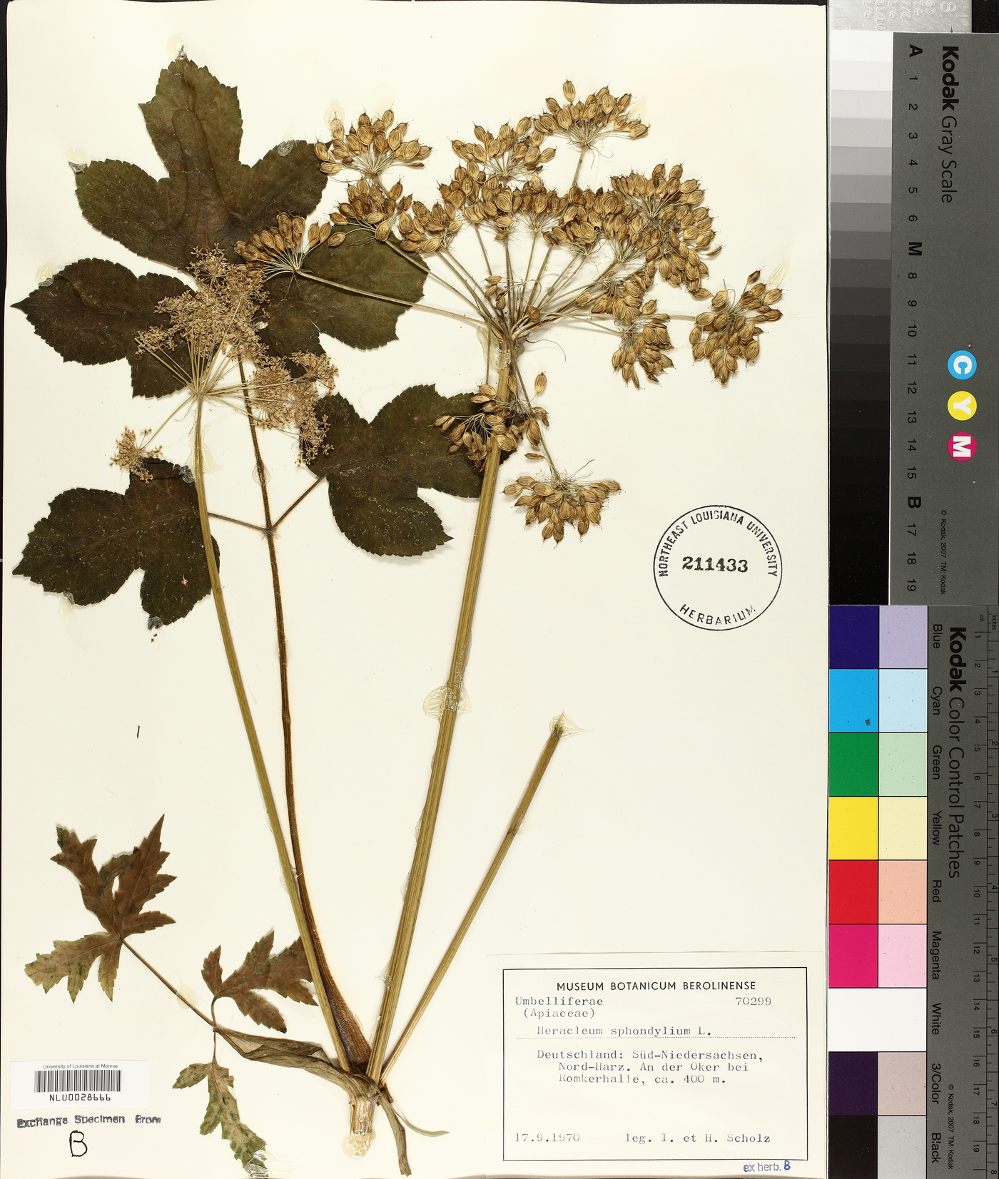 Heracleum sphondylium image