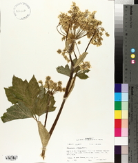 Hieracium tomentosum image