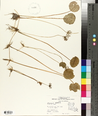 Hydrocotyle umbellata image