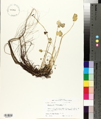 Hydrocotyle ranunculoides image