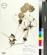 Hydrocotyle verticillata image