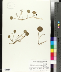 Hydrocotyle verticillata image