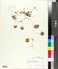 Hydrocotyle verticillata image