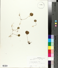 Hydrocotyle verticillata image