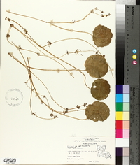 Hydrocotyle verticillata image