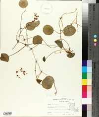 Hydrocotyle verticillata image