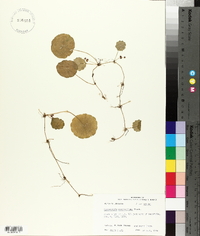 Hydrocotyle verticillata image