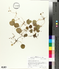 Hydrocotyle verticillata image