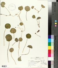 Hydrocotyle verticillata image