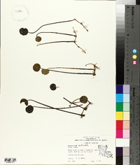 Hydrocotyle verticillata image