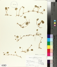 Hydrocotyle umbellata image