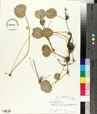 Hydrocotyle umbellata image