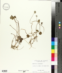 Hydrocotyle umbellata image
